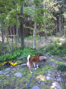 しかし、いい天気です。久しぶりに“ぱん”を庭に出してみました。